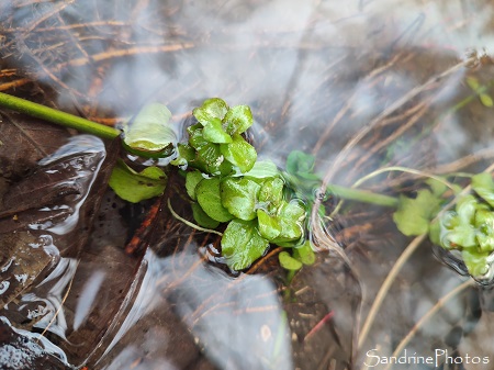 Menthe aquatique, Mentha aquatica, Plantes sauvages des milieux humides, L`Huilerie, Queaux, Sud-Vienne (39)