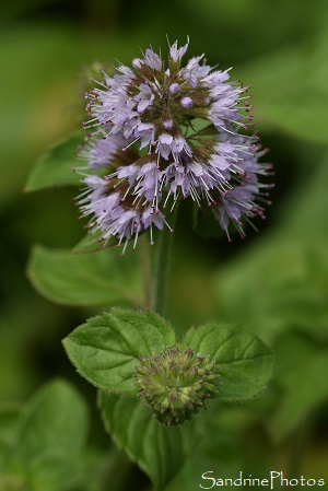 Menthe aquatique, Mentha aquatica, Plantes sauvages des milieux humides, L`Huilerie, Queaux, Sud-Vienne 86 (70)