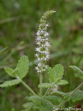 Menthe odorante, Menthe à feuilles rondes, Mentha suaveolens, Fleurs sauvages parmes, bleu clair, Jardin, Le Verger, Bouresse 86, Biodiversité en région Nouvelle Aquitaine (10)