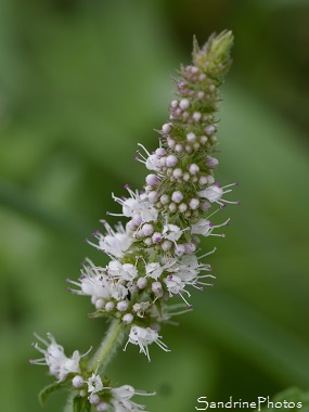 Menthe odorante, Menthe à feuilles rondes, Mentha suaveolens, Fleurs sauvages parmes, bleu clair, Jardin, Le Verger, Bouresse 86, Biodiversité en région Nouvelle Aquitaine (11)