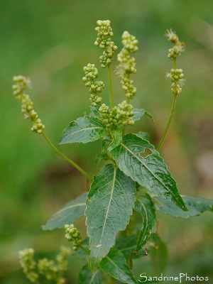 Mercuriale annuelle,  Mercurialis annua, Fleurs sauvages vertes, La Planchette, Flore à identifier (31)