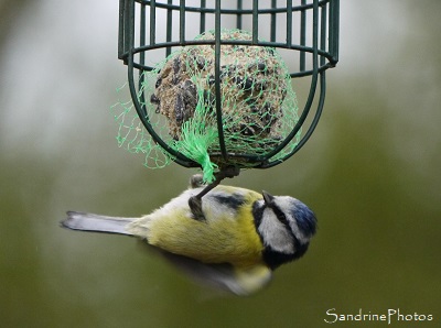 Mésange bleue, Oiseaux du Jardin, Le Verger, Refuge LPO Bouresse Sud Vienne, Nouvelle Aquitaine (14)