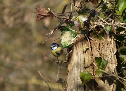 Mésange bleue sur une boule de graisse, Oiseaux du jardin, Refuge LPO Le Verger, Bouresse