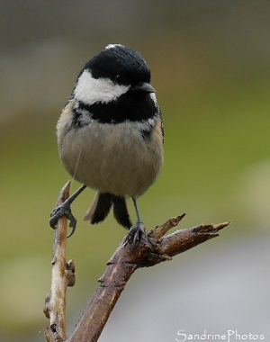 Mésange noires, Periparus ater, Oiseaux des jardins, Poitiers, Site web SandrinePhotos Esprit Nature, Vienne, Poitou-Charentes (18)