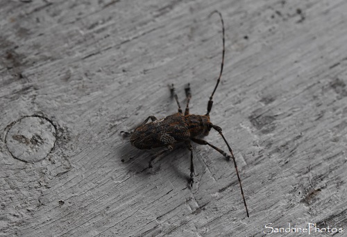 Mesosa nebulosa, Mésosie nébuleuse, Longicorne, Coléoptère du bois, Insectes, Cerambycidae, Le Verger, Bouresse 86 (25)