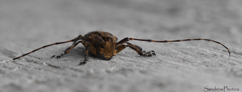 Mesosa nebulosa, Mésosie nébuleuse, Longicorne, Coléoptère du bois, Insectes, Cerambycidae, Le Verger, Bouresse, Vienne 86 (14)