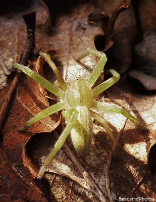 Micrommata virescens, Araignée jaune des bois, Yellow and green spider found under dead leaves, Nablan, Janvier 2014 (2)