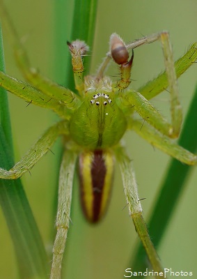 Micrommata virescens mâle, Heteropodidae, Araignée, Arachnides, Bois de la Bougrière, Bouresse-l`Isle Jourdain (40)