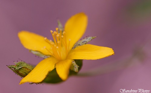 Millepertuis couché, Hypericum humifusum, Fleur jaune, Roc d`Enfer, Lathus, juin 2014 (10)