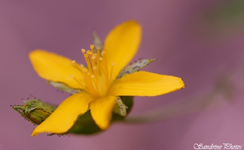 Fleurs sauvages jaunes-SandrinePhotos Esprit Nature