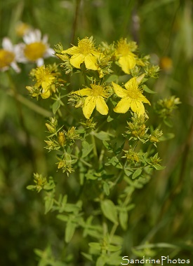 Millepertuis maculé, tacheté, Jardin, Le Verger, Bouresse 86, Poitou, Sud-Vienne, Biodiversité en région Nouvelle Aquitaine (37)