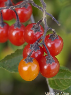 Morelle douce-amère, Solanum dulcamara, Baies vénéneuses vertes, jaunes, oranges et rouges, yellow to red toxic, berries, Villemblée, lieu-dit de Bouresse, Poitou-Charentes (17)