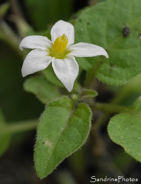 Morelle noire-Solanum nigrum Fleurs sauvages blanches, Baies toxiques, Bouresse, Le Verger, Poitou, Biodiversité en région Nouvelle-Aquitaine (37)