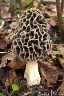 Morille commune, Morchella vulgaris, Champignons du Poitou, Pézizales, Poitiers 86 (8)