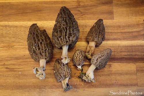 Morilles, champignons, Bouresse 86, Février 2024 (10)