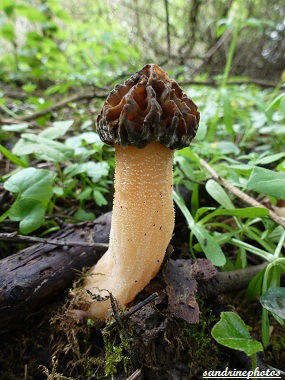 Morillon Mitrophora semilibera Morchellaceae champignons Poitou-Charentes