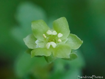 Moscatelline, Adoxa moschatellina, Fleurs sauvages jaunes de La Planchette, Queaux (60)