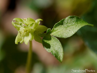 Moscatelline, Adoxa moschatellina, Fleurs sauvages jaunes de La Planchette, Queaux 86