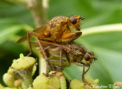 MOUCHE STERCORAIRE mâle et femelle accouplés, (Scatophaga stercoraria), Diptère jaune et poilu qui se nourrit de crottes, bouses, excréments, mouche du fumier, Scatophage du fumier, SandrinePhotos(3)