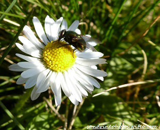 Mouche Lucilia sericata sur une pâquerette(1)