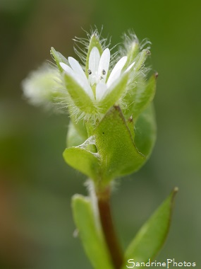 Mouron des oiseaux, Mouron blanc, Stellaria media, Stellaire intermédiaire, Fleurs sauvages blanches du Poitou-Charentes, Le Verger, Bouresse