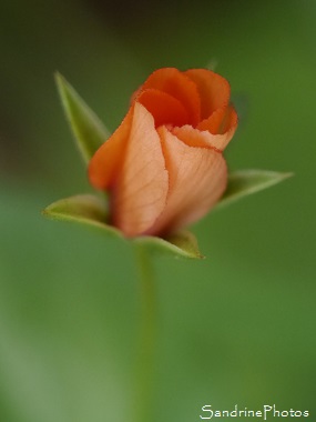 Mouron rouge, Anagallis arvensis, Fleurs sauvages rouges, Red wild flower, Le Verger, Bouresse, Aquitaine-Limousin-Poitou-Charentes (6)