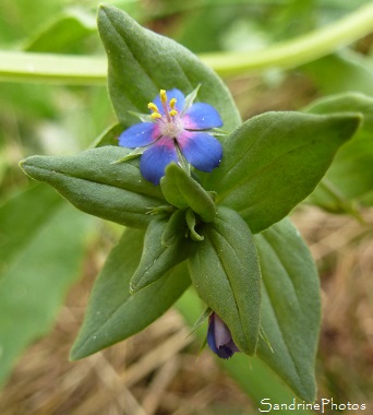 Mouron rouge- Anagallis arvensis, Fleurs sauvages rouges ou bleues, Bouresse, Aquitaine-Limousin Poitou-charentes (4)
