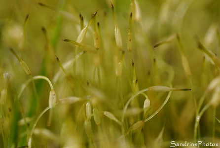 Mousse sous la rosée, jardin, Le Verger, Bouresse 86, Vienne et Gartempe, Poitou-Charentes, SandrinePhotos Esprit Nature