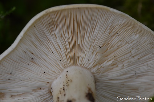 Mousserons, Tricholomes de la Saint-Georges, Calocybe gambosa, Champignons comestibles, Sud-Vienne (23)