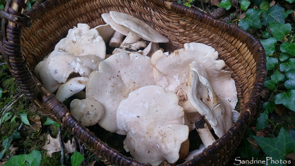 Mousserons, Tricholomes de la Saint-Georges, Calocybe gambosa, Champignons comestibles, Sud-Vienne (5)