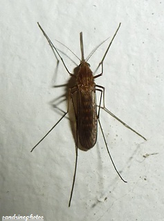 Moustique femelle Insectes 86
