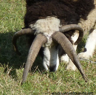 Mouton de Jacob bélier à quatre cornes Gros plan sur les cornes animaux domestiques