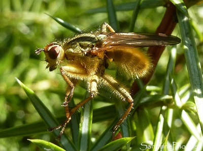 mouche stercoraire, mâle (Scatophaga stercoraria), Diptère jaune et poilu qui se nourrit de crottes, bouses, excréments, mouche du fumier, Scatophage du fumier 86