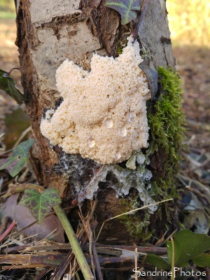 Mucilago crustacea, Myxomycètes, champignons, Le Verger, Bouresse(6)