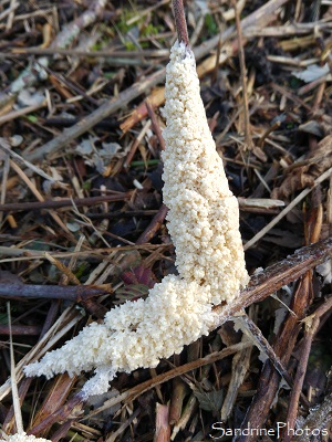 Mucilago crustacea, Myxomycètes, champignons, Le Verger, Bouresse, Poitou-Charentes (7)