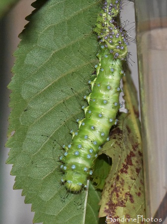 Mue d`une chenille de Grand paon de nuit, Jour 43, Elevage de chenilles de Saturnia pyri, Saturniidae, dernier stade avant nymphose, Bouresse, SandrinePhotos Esprit Nature