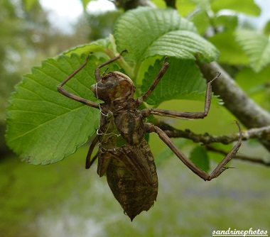 Mue de larve de libellule Croix Curé Bouresse Poitou-Charentes (1)