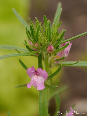 Muflier des champs, Misopates orontium, Fleurs sauvages roses, Le Verger, Bouresse, Refuge LPO 86 Sud-Vienne (15)