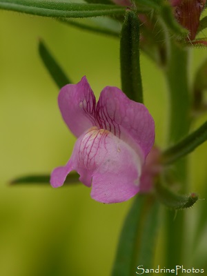 Muflier des champs, Misopates orontium, Fleurs sauvages roses, Le Verger, Bouresse, Refuge LPO 86 Sud-Vienne (21)