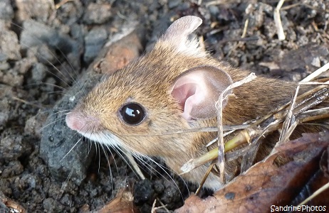 Mulot sylvestre, Jardin, Bouresse, Poitou-Charentes, la Nature made in France, 23 mars 2013 (4)