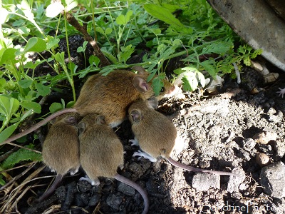 mulots sylvestres, femelle avec ses petits,  jardin Bouresse (1) (7)