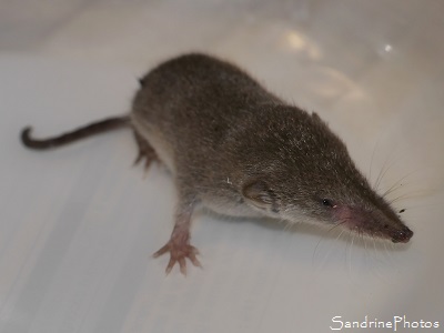 Musaraigne commune, musaraigne carrelet, Sorex araneus, Soricidae, bébé musaraigne, Bouresse, Aquitaine Poitou-Charentes, SandrinePhotos (26)