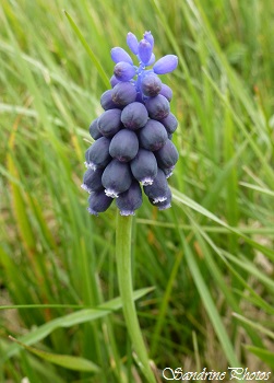 Muscari à grappe, muscari neglectum, Fleurs bleues, fleurs sauvages du Poitou-Charentes, Wild blue flowers, Jardin, Bouresse 