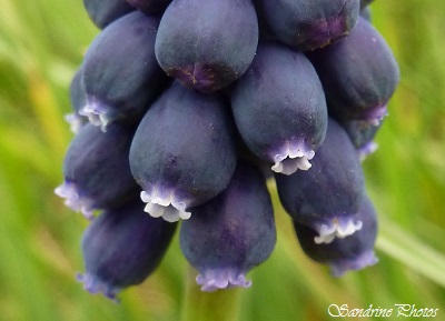 Muscari à grappe, muscari neglectum, Fleurs bleues, fleurs sauvages du Poitou-Charentes, Wild blue flowers, Jardin, Bouresse (1)