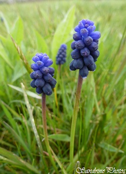 Muscari à grappe, muscari neglectum, Fleurs bleues, fleurs sauvages du Poitou-Charentes, Wild blue flowers, Jardin, Bouresse (2)