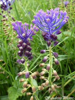 Muscari à toupet, Muscari comosum, Fleurs bleues des fossés, Wild blue flowers, Fleurs sauvages du Poitou-Charentes, Route d`Usson-du-Poitou, Bouresse (2)