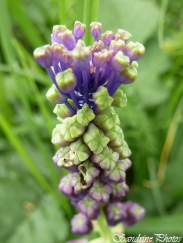 Muscari à toupet, Muscari comosum, Fleurs bleues des fossés, Wild blue flowers, Fleurs sauvages du Poitou-Charentes, Route d`Usson-du-Poitou, Bouresse (4)