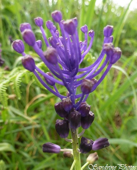 Muscari à toupet, Muscari comosum, Fleurs bleues des fossés, Wild blue flowers, Fleurs sauvages du Poitou-Charentes, Route d`Usson-du-Poitou, Bouresse 86 (1)