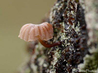 Mycène corticole, Mycena meliigena, Minuscules champignons dans de vieux fruitiers moussus, Le Verger, Bouresse, Refuge LPO (18)