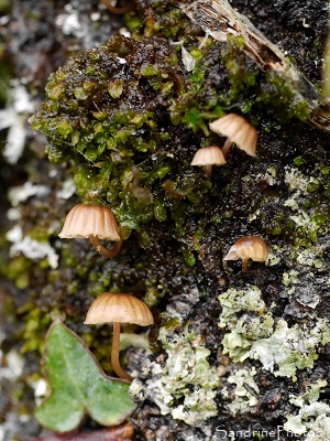 Mycène corticole, Mycena meliigena, Minuscules champignons dans de vieux fruitiers moussus, Le Verger, Bouresse, Refuge LPO (19)